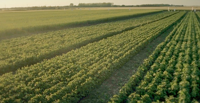 Three Field Trials Were Excited About In 2018